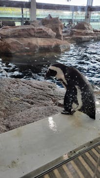京都水族館に投稿された画像（2025/4/8）