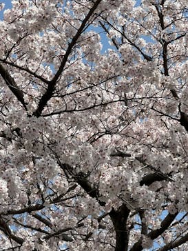 博物館 明治村に投稿された画像（2025/4/8）