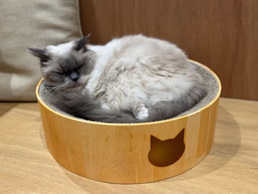 Cat Café MOFF イオンモール熊本店に投稿された画像（2025/4/8）