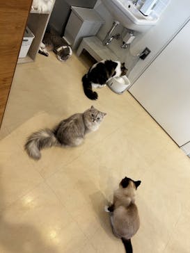 Cat Café MOFF SHIMINT HIROSHIMA店に投稿された画像（2025/4/8）