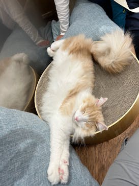 Cat Café MOFF SHIMINT HIROSHIMA店に投稿された画像（2025/4/8）