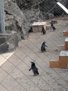 葛西臨海水族園に投稿された画像（2025/4/8）