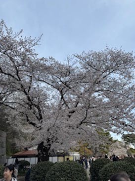 名古屋城に投稿された画像（2025/4/8）
