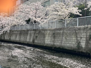 東京ウォータウェイズに投稿された画像（2025/4/8）