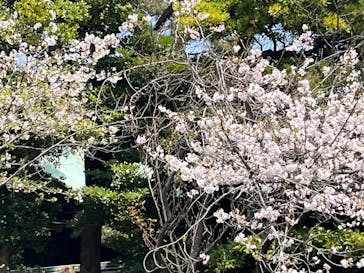 東京ウォータウェイズに投稿された画像（2025/4/8）