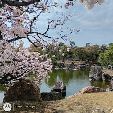 元離宮二条城に投稿された画像（2025/4/8）