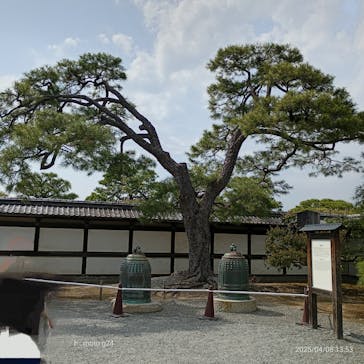 元離宮二条城に投稿された画像（2025/4/8）