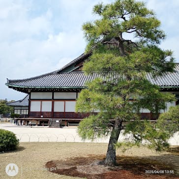 元離宮二条城に投稿された画像（2025/4/8）