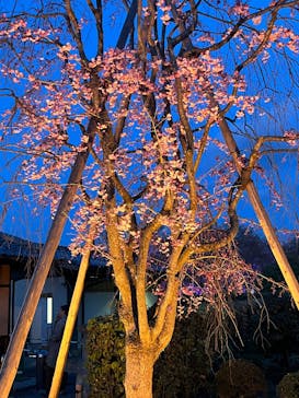 NAKED meets 二条城 2025 観月に投稿された画像（2025/4/8）