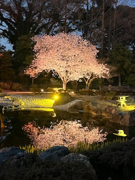 NAKED meets 二条城 2025 観月に投稿された画像（2025/4/8）