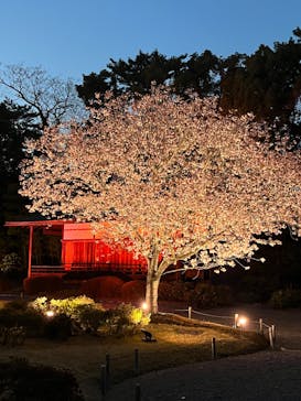 NAKED meets 二条城 2025 観月に投稿された画像（2025/4/8）