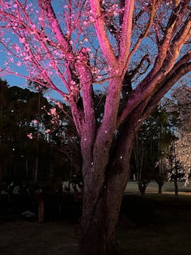 NAKED meets 二条城 2025 観月に投稿された画像（2025/4/8）