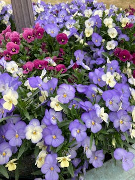 万博記念公園に投稿された画像（2025/4/8）