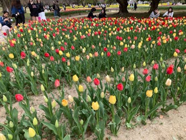 万博記念公園に投稿された画像（2025/4/8）