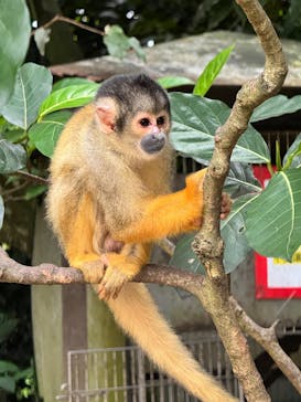 石垣やいま村に投稿された画像（2025/4/9）