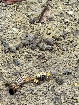 石垣やいま村に投稿された画像（2025/4/9）