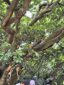 石垣やいま村に投稿された画像（2025/4/9）