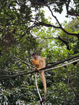 石垣やいま村に投稿された画像（2025/4/9）