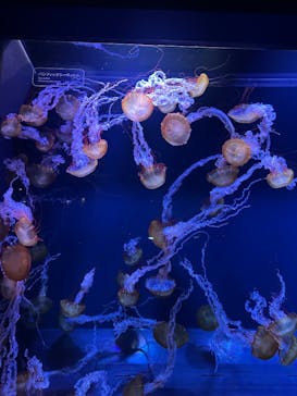 すみだ水族館に投稿された画像（2025/4/9）