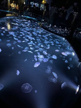 すみだ水族館に投稿された画像（2025/4/9）