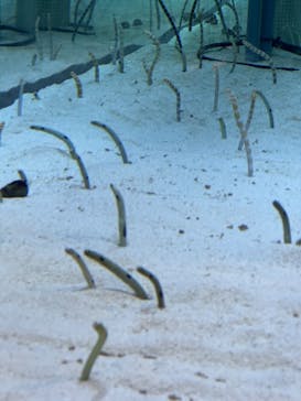 すみだ水族館に投稿された画像（2025/4/9）