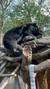 恩賜上野動物園に投稿された画像（2025/4/9）