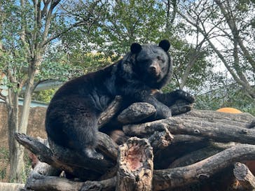 恩賜上野動物園に投稿された画像（2025/4/9）