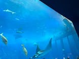 沖縄美ら海水族館に投稿された画像（2025/4/9）