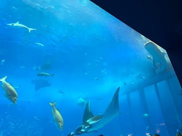 沖縄美ら海水族館に投稿された画像（2025/4/9）