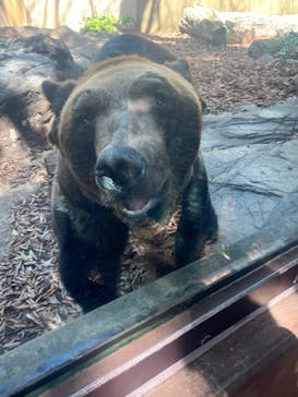 恩賜上野動物園に投稿された画像（2025/4/9）