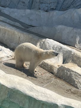 恩賜上野動物園に投稿された画像（2025/4/9）
