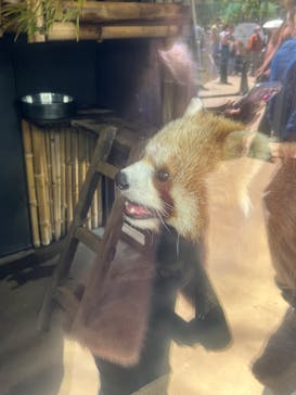 恩賜上野動物園に投稿された画像（2025/4/9）