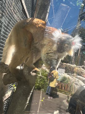 恩賜上野動物園に投稿された画像（2025/4/9）