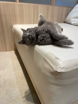 猫カフェモカ　イオンモール幕張新都心店に投稿された画像（2025/4/9）