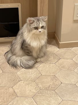 猫カフェモカ　イオンモール幕張新都心店に投稿された画像（2025/4/9）