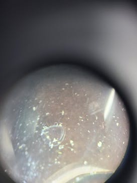 新江ノ島水族館に投稿された画像（2025/4/9）