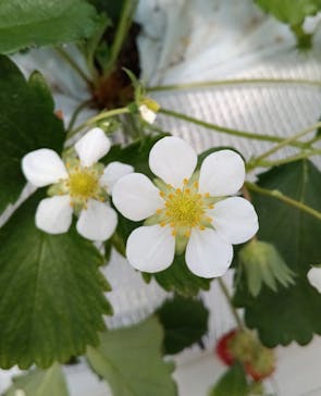 (株)みどりやファームに投稿された画像（2025/4/9）