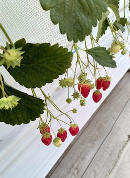 (株)みどりやファームに投稿された画像（2025/4/9）