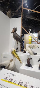 特別展「鳥～ゲノム解析が解き明かす新しい鳥類の系統～」に投稿された画像（2025/4/9）