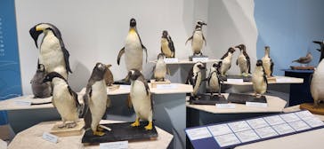 特別展「鳥～ゲノム解析が解き明かす新しい鳥類の系統～」に投稿された画像（2025/4/9）