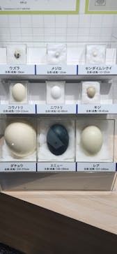 特別展「鳥～ゲノム解析が解き明かす新しい鳥類の系統～」に投稿された画像（2025/4/9）