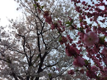 横浜イングリッシュガーデンに投稿された画像（2025/4/9）