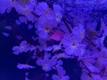 マクセル アクアパーク品川に投稿された画像（2025/4/9）