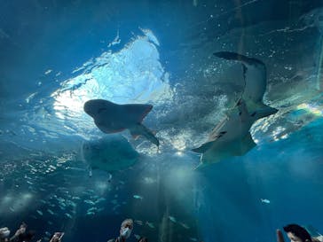 マクセル アクアパーク品川に投稿された画像（2025/4/9）