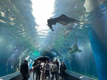 マクセル アクアパーク品川に投稿された画像（2025/4/9）