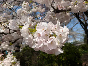 新宿御苑に投稿された画像（2025/4/9）