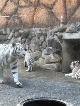 東武動物公園に投稿された画像（2025/4/9）