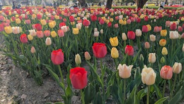 万博記念公園に投稿された画像（2025/4/9）