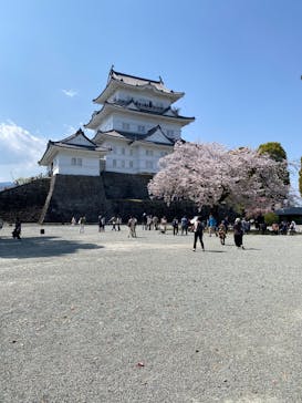 小田原城に投稿された画像（2025/4/9）