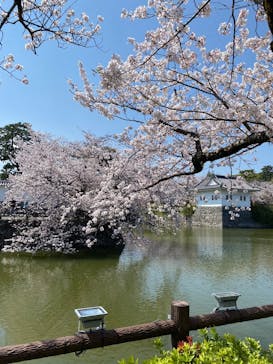 小田原城に投稿された画像（2025/4/9）